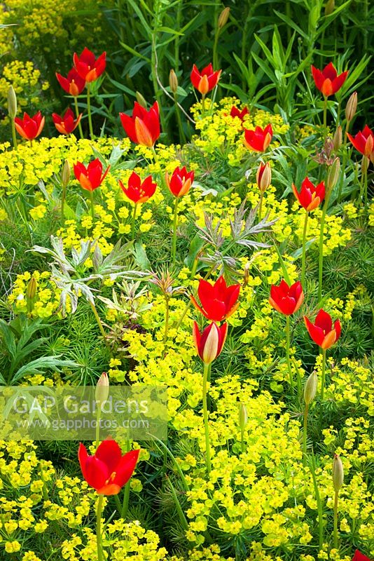 Tulipa sprengeri Trotter's forme poussant à travers Euphorbia cyparissias à Bob Brown's Cotswold Garden Plants