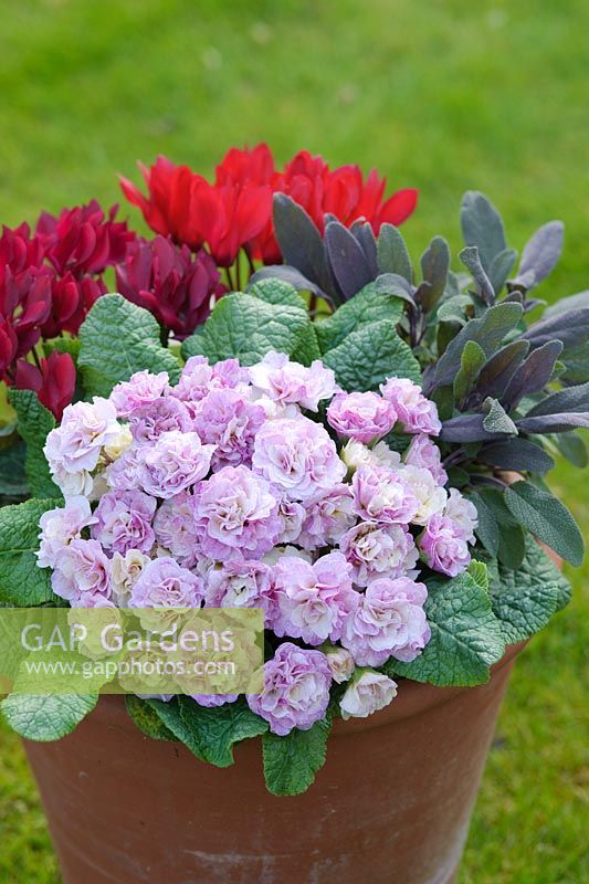 Primula 'Belarina' Pink Ice. Primevère double.