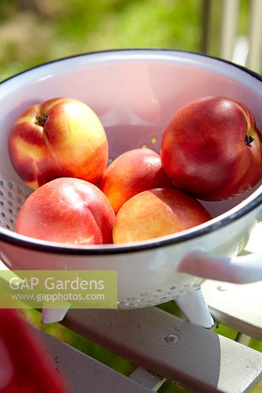 Nectarines dans une passoire