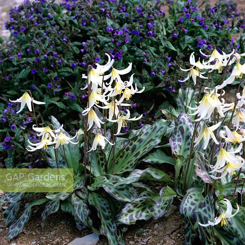 Semis d'Erythronium, dent des chiens violet, vivace bulbeuse portant de jolies fleurs en jaune au printemps. Semis Wildside P.1.