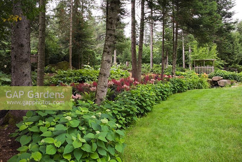 Parterre de fleurs planté d'hydrangea arborescens 'Annabelle' arbustes et rouge bourgogne Astilbe X arendsii 'Burgunderrot' dans le jardin de la cour avant en été, Québec, Canada