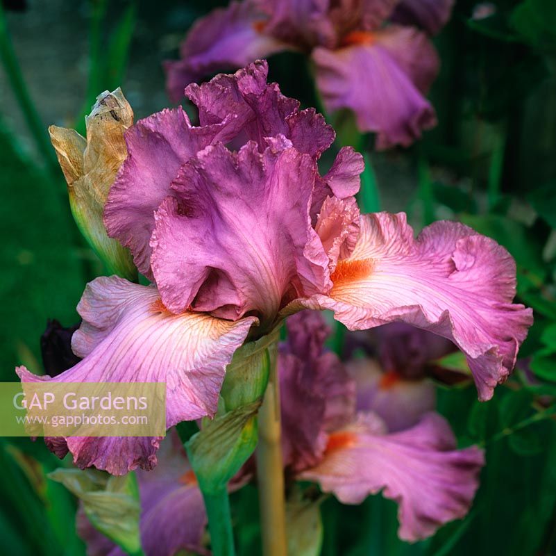 Iris 'Ramblin Rose', un iris barbu américain avec une barbe mandarine sous des chutes rose foncé.