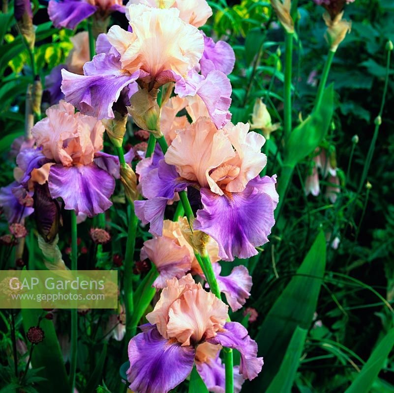 Iris 'Poem of Ecstacy', un iris barbu américain à barbe lilas et orange sur des chutes mauves sous les normes abricot. Fleurs au début de l'été.