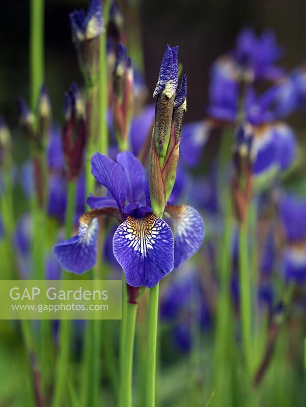 Iris sibirica, une plante herbacée vivace rhizomateuse préférant un sol humide.