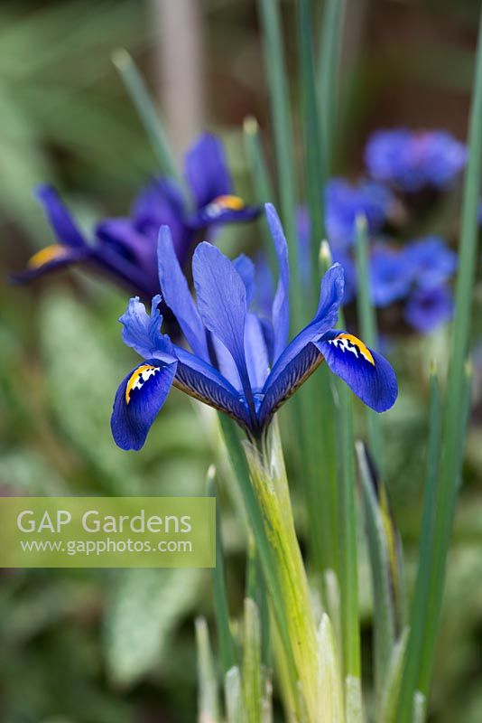 Iris reticulata, bulbes à floraison précoce idéaux pour les pots, généralement d'environ 10-15 cm de haut avec de grandes fleurs longues.