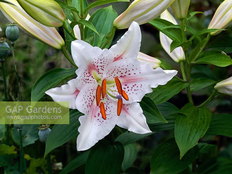 Lilium 'Muscadet', une touffe odorante formant une vivace à fleurs blanches qui rougit en été.
