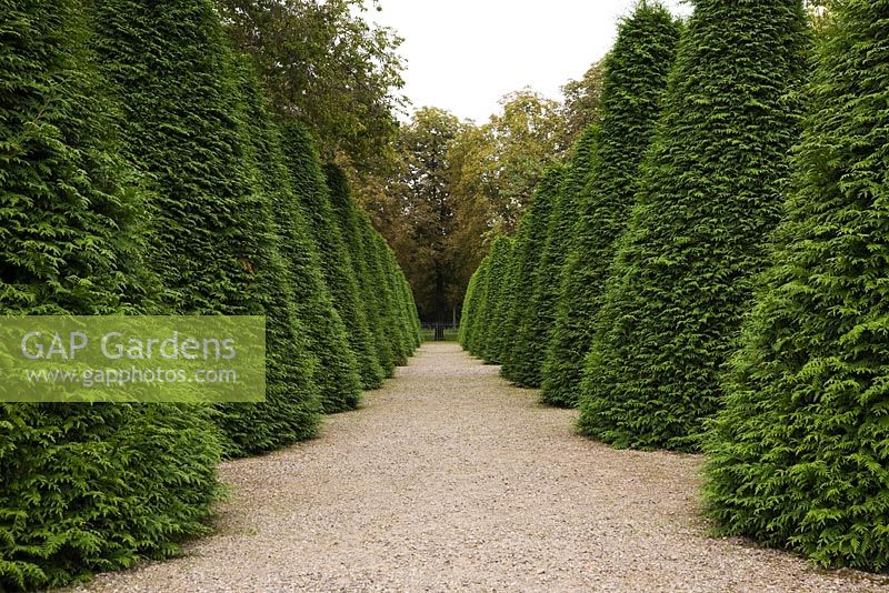 Allée de gravier bordée de rangées de thuyas pyramidaux taillés - cèdres dans le jardin au palais de Schwetzingen à la fin de l'été, Schwetzingen, Allemagne