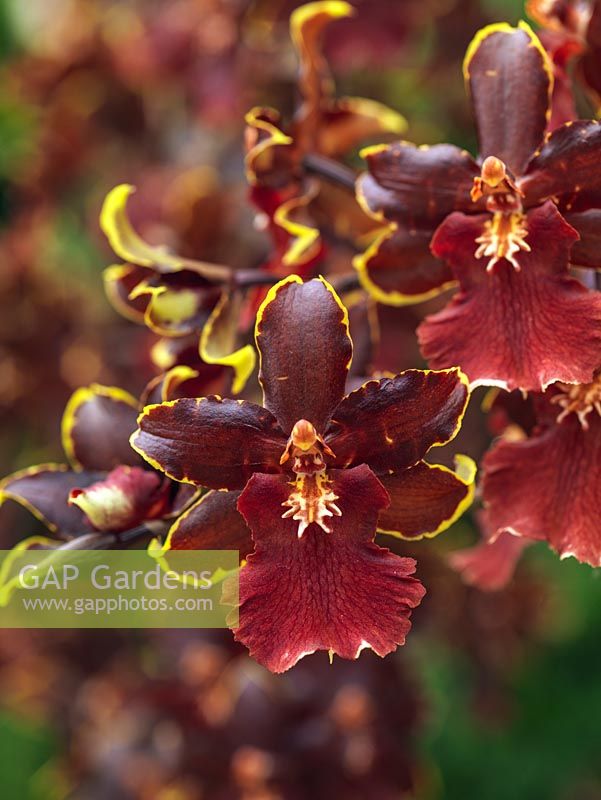 Odontoglossum Colmanara 'Bob Cat', un hybride d'orchidées à feuilles persistantes. Plante d'intérieur.