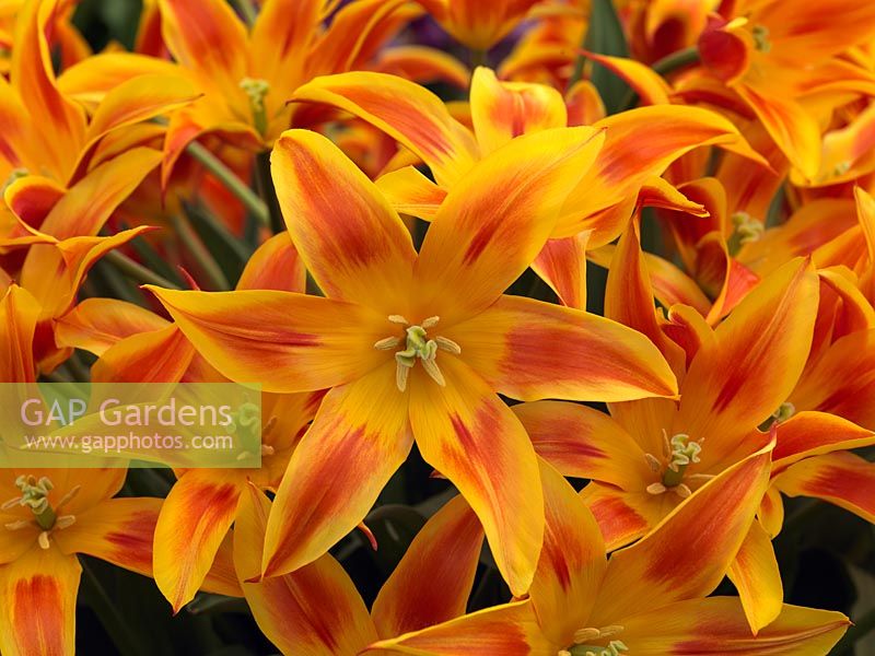 Tulipa 'Flyaway', une tulipe ouverte à fleurs de lys aux pétales jaunes et orange.