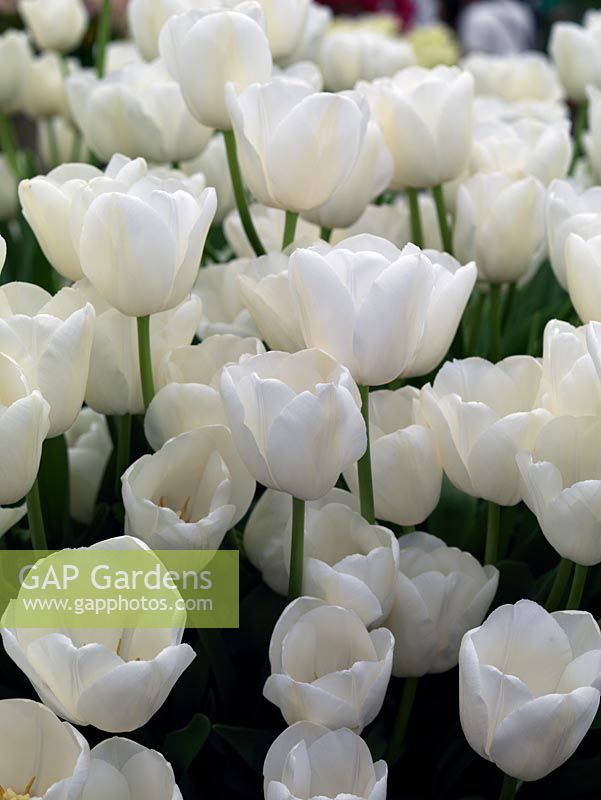 Tulipa 'Maureen', une tulipe d'un blanc pur, presque lumineuse, une seule variété à floraison tardive.