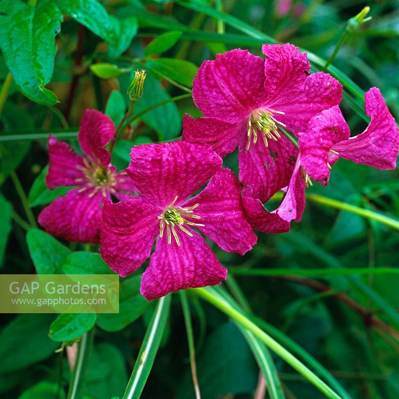 Clématite 'Abondance', viticella, grimpante à petites fleurs avec des fleurs rouge vin en forme de cloche ouvertes en automne.