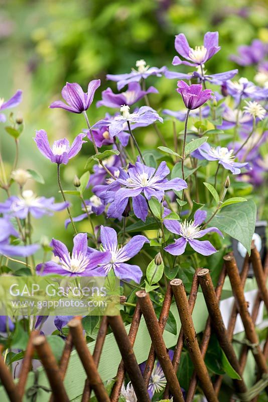Clématite 'Arabella', une clématite vigoureuse et non collante qui porte des masses de fleurs bleu violet tout l'été. S'entraîne facilement au-dessus des clôtures et des treillis.