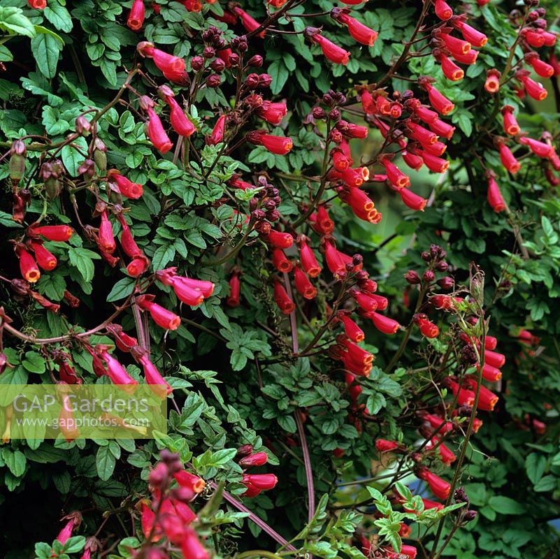 Eccremocarpus scaber, fleur de la gloire chilienne, un grimpant à feuilles persistantes à croissance rapide portant des fleurs tubulaires rouge orangé de la fin du printemps.