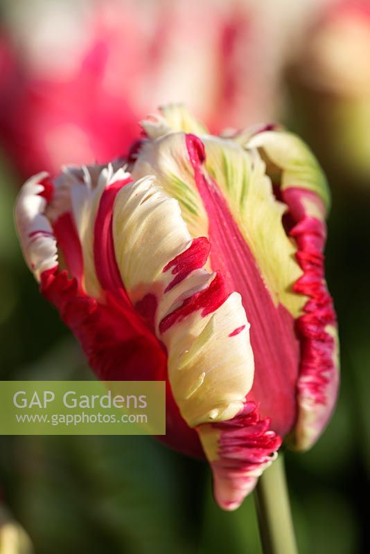 Tulipe Tulipe 'Estella Rijnveld' Perroquet
