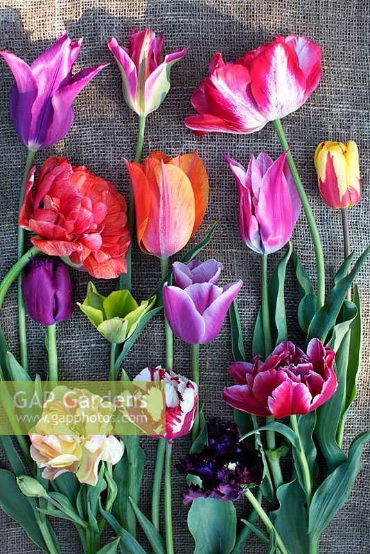 Fleurs coupées - tulipes sur table. Tulipa 'Cartouche', Tulipa 'Sun Lover', Tulipa 'Holland Queen', Tulipa 'Estella Rijnveld', Tulipa 'Yonina', Tulipa 'Black Parrot', Tulipa 'Dream Touch', Tulipa 'Curly Sue', Tulipa Formosa, Tulipa 'Virichic'
