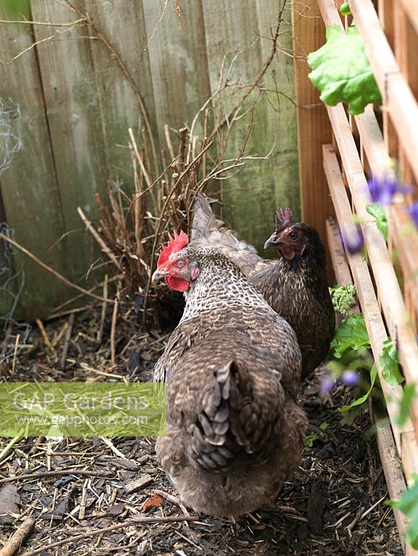Deux poules nommées Gertrude et Alice B Toklas au fond du jardin. Ils pondent 2 œufs par jour.