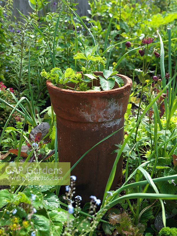 Fraises cultivées dans un grand pot de cheminée dans un parterre de lys, astrantia, épinards, laitue, oignon. Le jardin d'Alys Fowler 18m x 6m, bio, productif et joli.