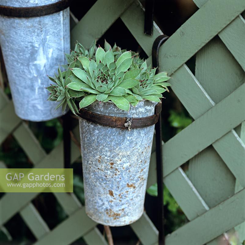 Les pots muraux de plantes succulentes ajoutent de l'intérêt à une étendue terne de treillis ombragé.