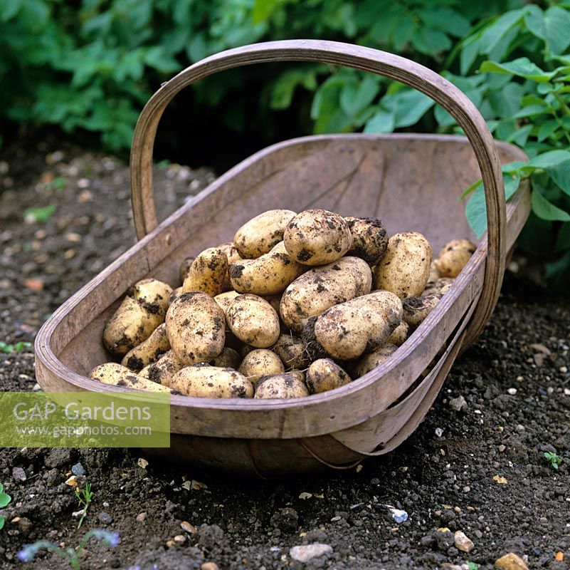 Légumes organiques. Charlotte de pommes de terre fraîchement extraite du sol à la fin de l'été.