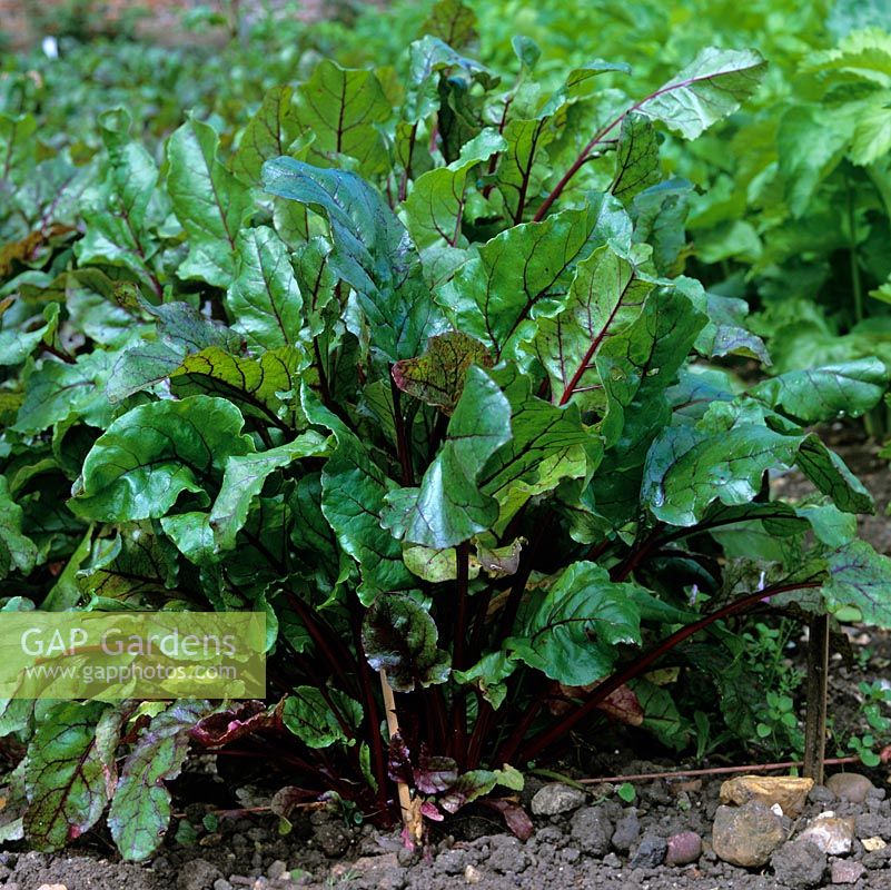 Dans un jardin potager biologique clos de 2 hectares, au début de l'été, des rangées de betteraves Boltarda.