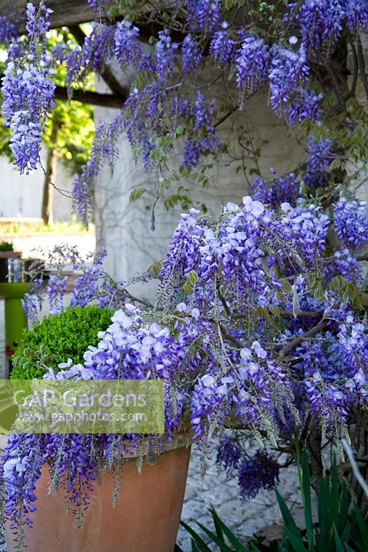 Wisteria Sinensis poussant à travers la grange ouverte. Bel Pech, Castelnau de Montmiral, Tarn, Midi Pyrénées, France.