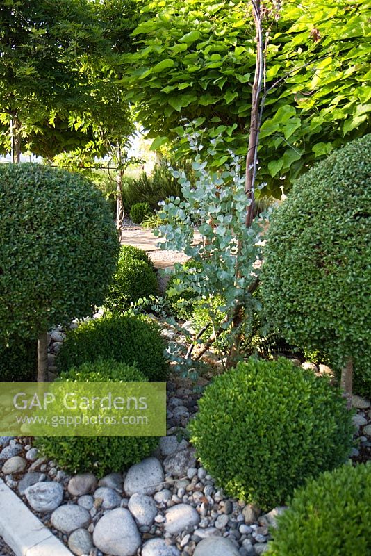 Balles taillées et ligustrum standard entourées de pierres grises rondes, avec Eucalyptus Gunnii et arbres Catalpa standard. Bel Pech, Castelnau de Montmiral, Tarn, Midi Pyrénées, France.