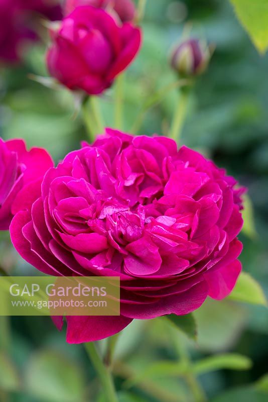 Rosa 'Darcey Bussell', une rose anglaise élevée par David Austin Roses, fleurissant en juin et juillet