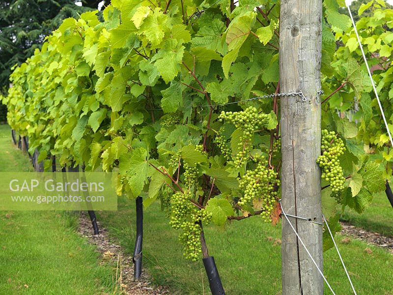 vitis vinifera - Un vignoble de vignes de Chardonnay de 6 ans, populaire pour la production de vin blanc.