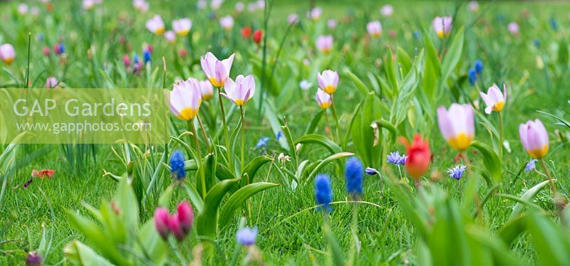 Jewel Meadow avec narcisses, tournesol, jacinthes de raisin et tulipes - Tulipa saxatalis Bakeri Group 'Lilac Wonder '.