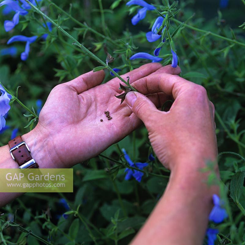 Collecte de graines dans une gousse de graines séchées coupée dans Salvia patens 'Cambridge Blue',