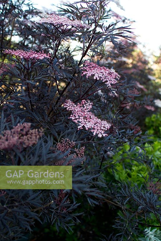 Sambucus Nigra 'Black Lace '. Domaine de Cambou, Verfeil, Haute-Garonne, Midi Pyrénées, France.