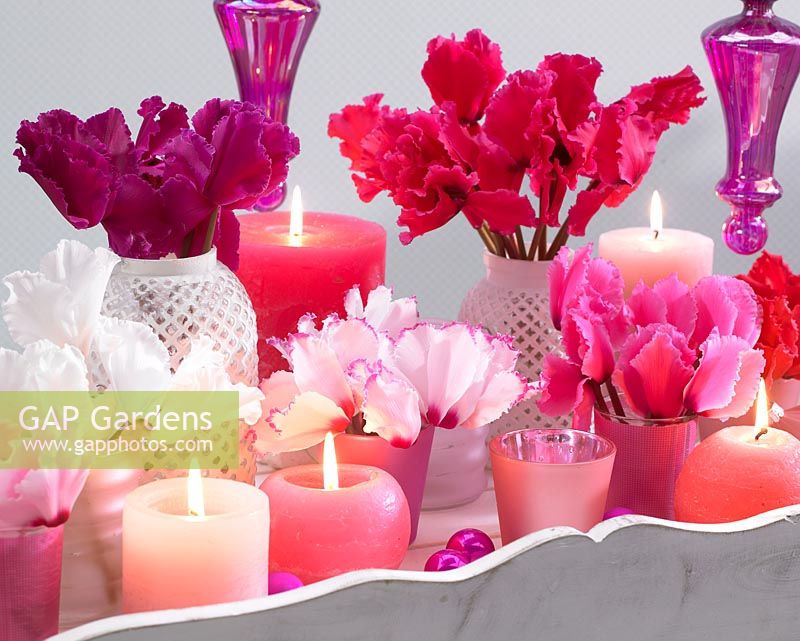 Mélange de cyclamen dans des vases avec des bougies allumées