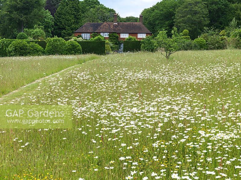 Une prairie de fleurs sauvages de marguerites à œil de boeuf, traversée par un chemin en herbe tondue, mène à la porte et au jardin, formant une belle vue depuis la maison au-dessus.