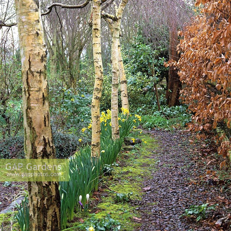 Menant à un jardin d'hiver, le chemin d'écaillage de l'écorce s'étend entre une haie de hêtres et une ligne de bouleaux entrecoupée de Narcisse en fleurs Février Gold.