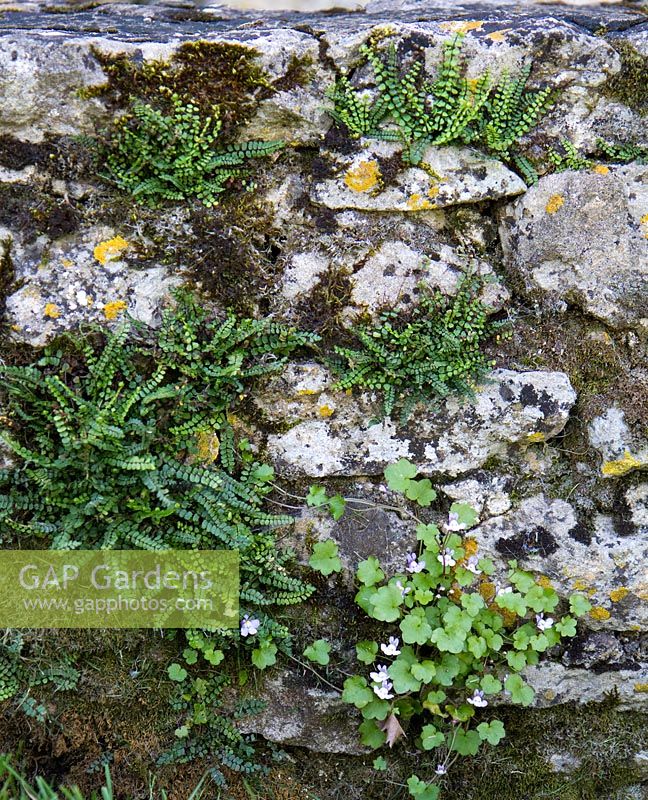 Asplenium Viride - Spleenwort et Cymbalaria Muralis - Crapaud à feuilles de lierre poussant dans les fissures du mur de pierre dans le parc des Jardins du Manoir d ' Eyrignac, Dordogne, Périgord, France.