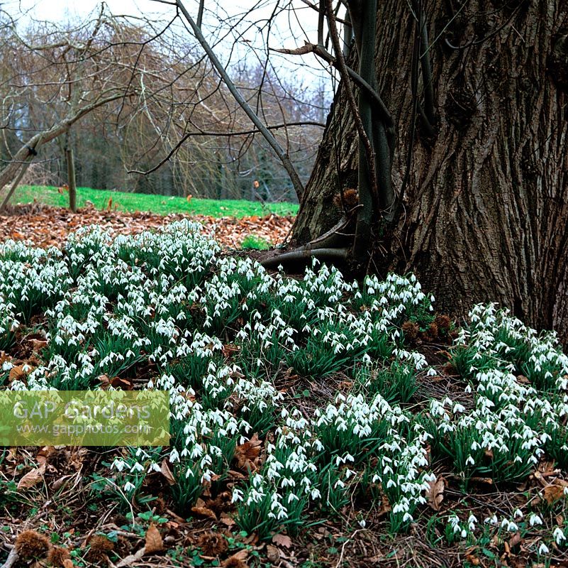 Bois recouvert de perce-neige - Galanthus nivalis et G. nivalis Flore Pleno, sous un énorme vieux châtaignier.