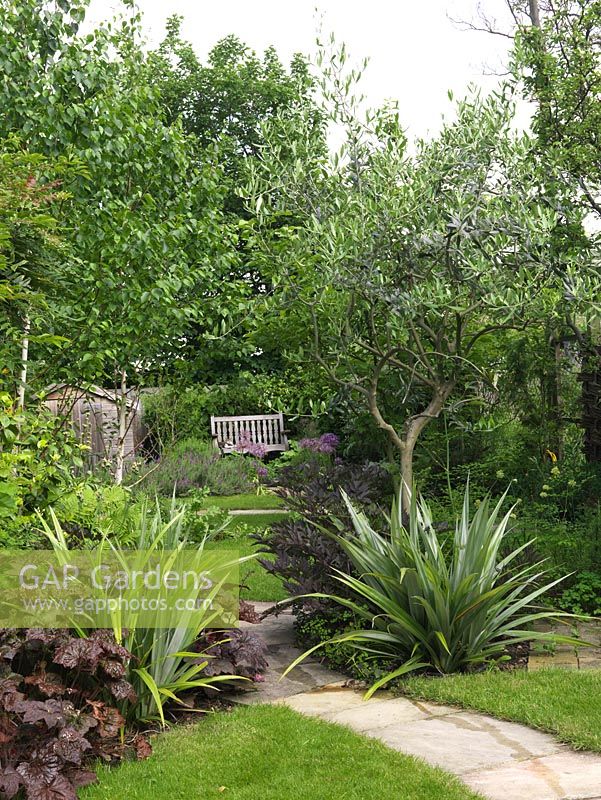 Un chemin sinueux traverse la pelouse, passant entre deux Astelia chathamica, contre un feuillage de bronze de heuchera ou astilbe, et par des oliviers et des bouleaux.