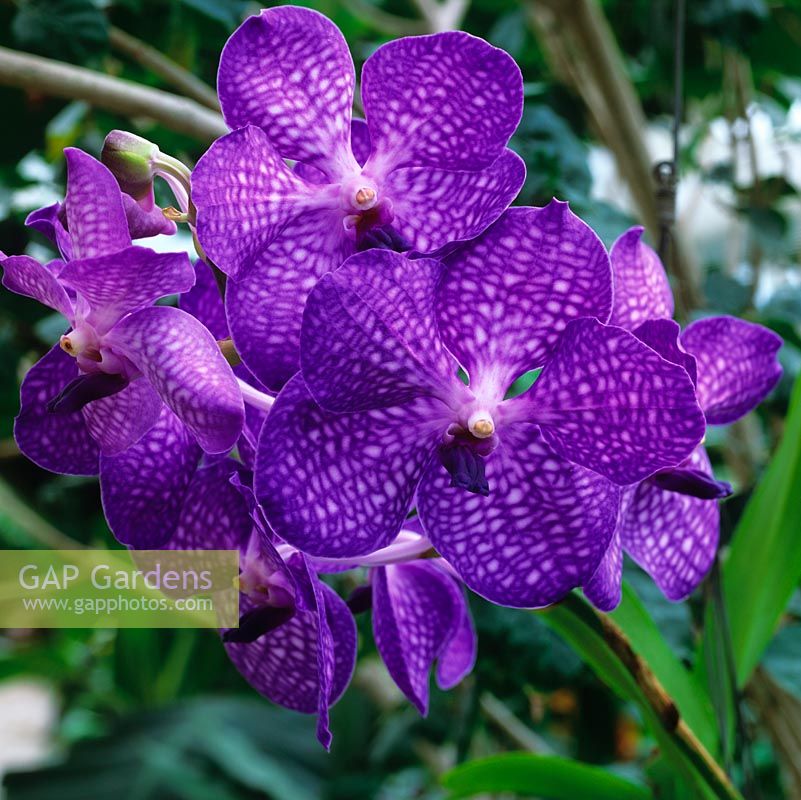 Vanda sansai - orchidée bleue tropicale, originaire de l'Inde et de la Birmanie. RHS Wisley Glasshouse abrite 5000 plantes tendres et semi-rustiques dans les zones arides, tempérées ou tropicales.