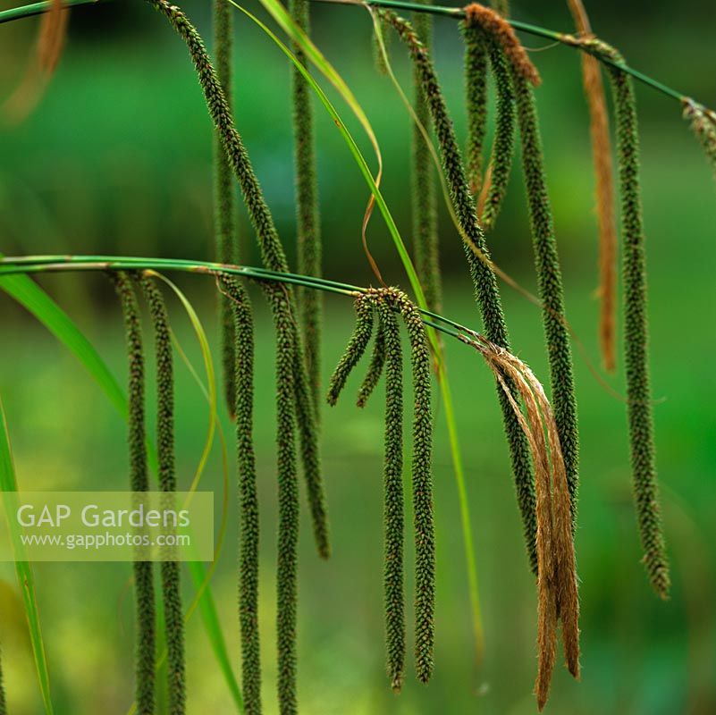 Carex pendula, carex pleureur, une vivace touffue à feuilles persistantes avec de longues épis de fleurs ressemblant à des chatons en été. Pousse à 1,5 m.