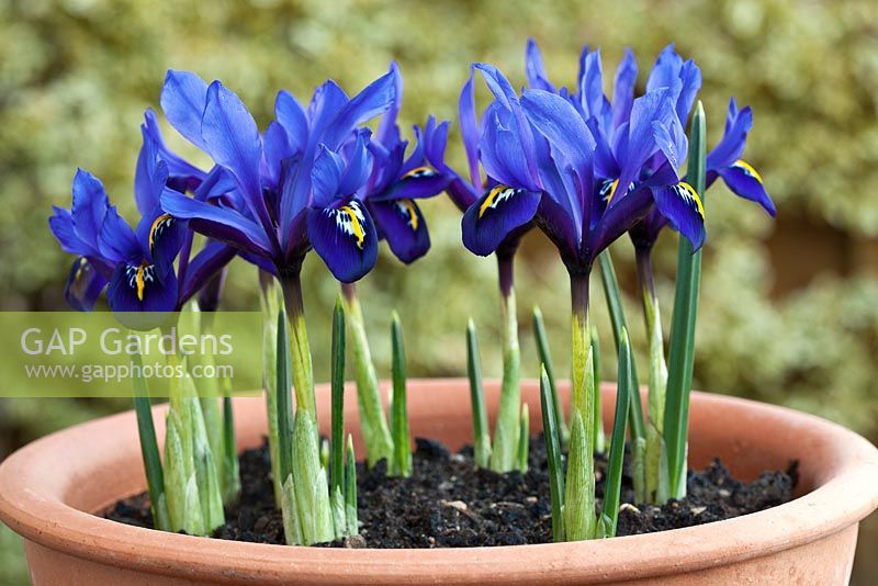Iris histrioides 'Palm Spring'