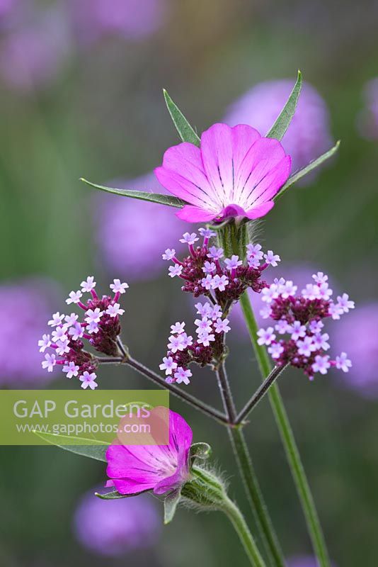 Agrostemma githago - Corncockle avec Verbena bonariensis