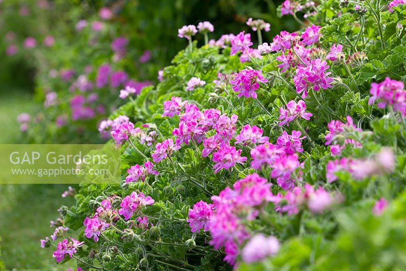 Pelargoniums 'Attar de Roses' et 'Pink Capitatum' syn. P. 'Capricorne rose' bordant un chemin à Perch Hill. Géraniums