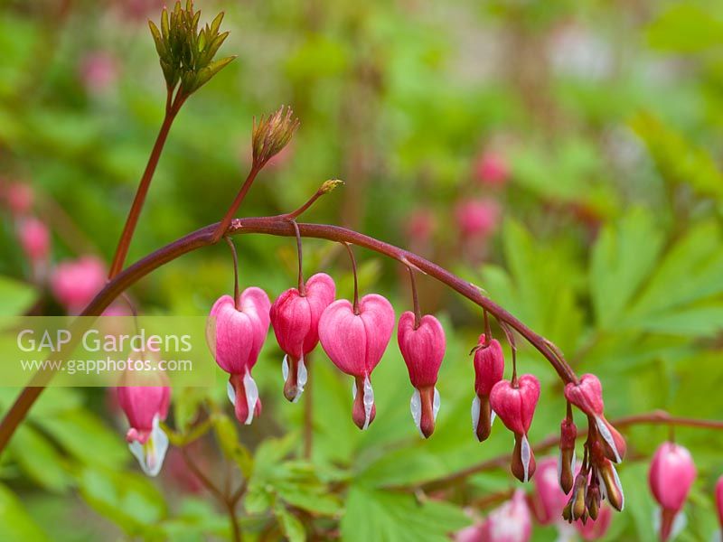 Lamprocapnos spectabilis - Bleeding Heart, une vivace portant des pulvérisations arquées de fleurs rouges en forme de coeur au printemps.