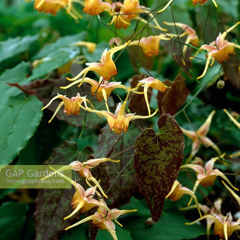 Epimedium 'Wildside', une plante vivace aux feuilles semi-en forme de coeur et aux fleurs délicates du printemps jusqu'au début de l'été. Nom commun: Bishops Mitre ou Barrenwort.