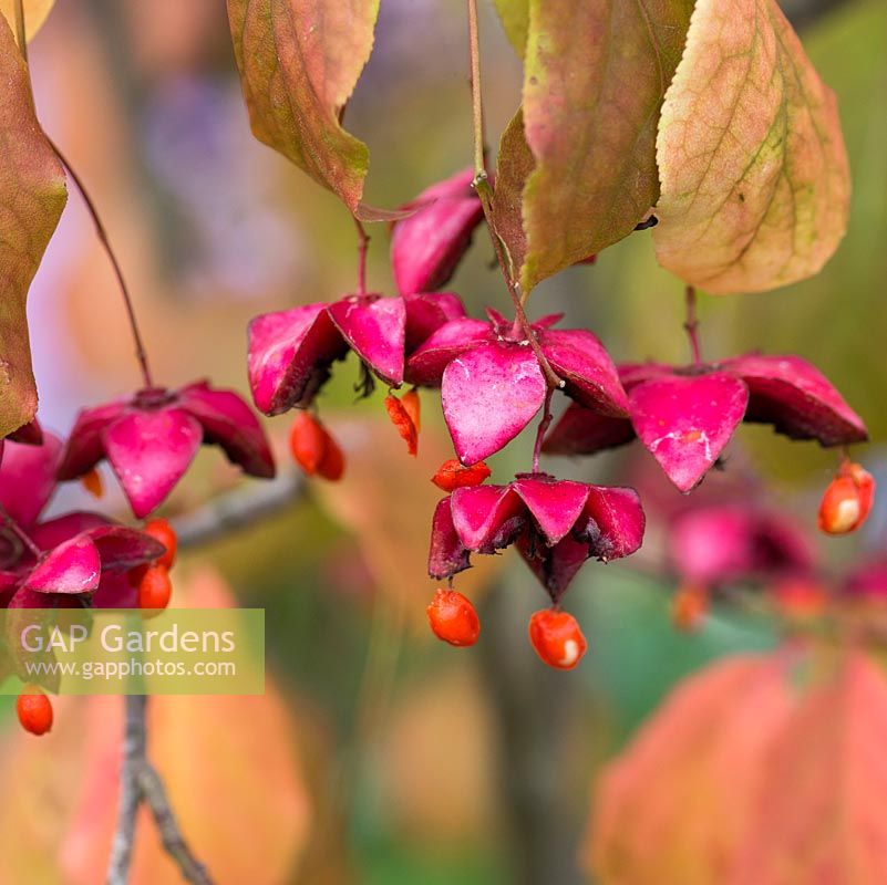 Euonymus planipes, fuseau, un arbuste à feuilles caduques qui a une couleur d'automne rouge saisissante ainsi que des fruits rouges et oranges spectaculaires et suspendus.