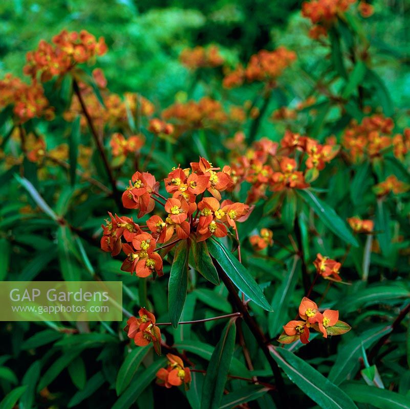 Euphorbia griffithii 'Fireglow', vivace herbacée à tête rouge orangée au début de l'été. Peut être invasif, formant de grosses touffes.