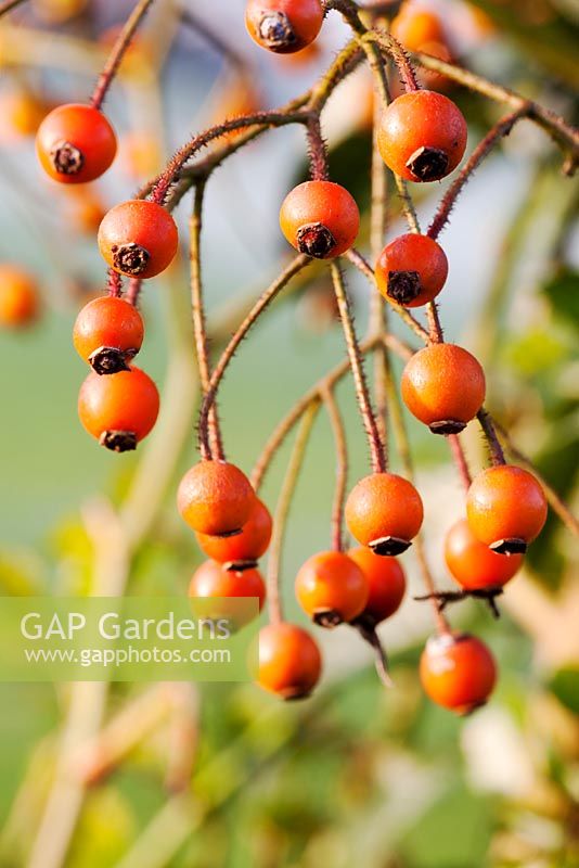 Sorbus sargentiana - Baies d'orange de Sargents Rowan en hiver