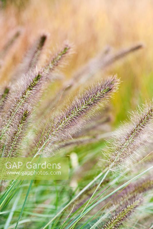Pennisetum alopecuroides 'Cassian's Choice' en floraison en septembre - Fountain Grass