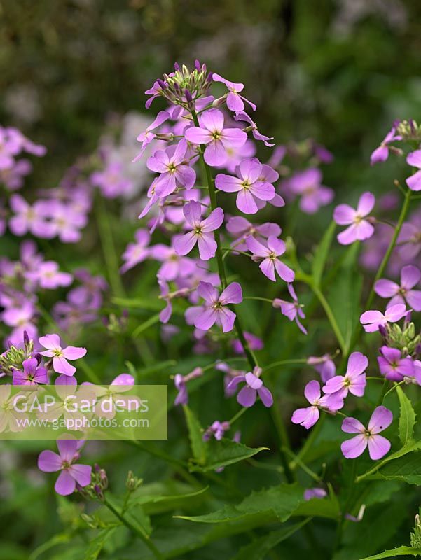 Hesperis matronalis, sweet rocket, une plante vivace ou bisannuelle à semis automatique qui, à partir du printemps, porte des flèches de fleurs lilas