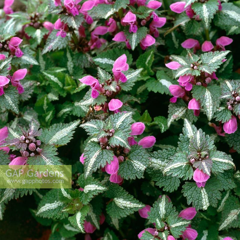 Lamium maculatum est une plante vivace à croissance faible. Dès la fin du printemps, porte des feuilles mates dentées et des lignes argentées et des marbrures. Épis de fleurs violettes, blanches ou roses.